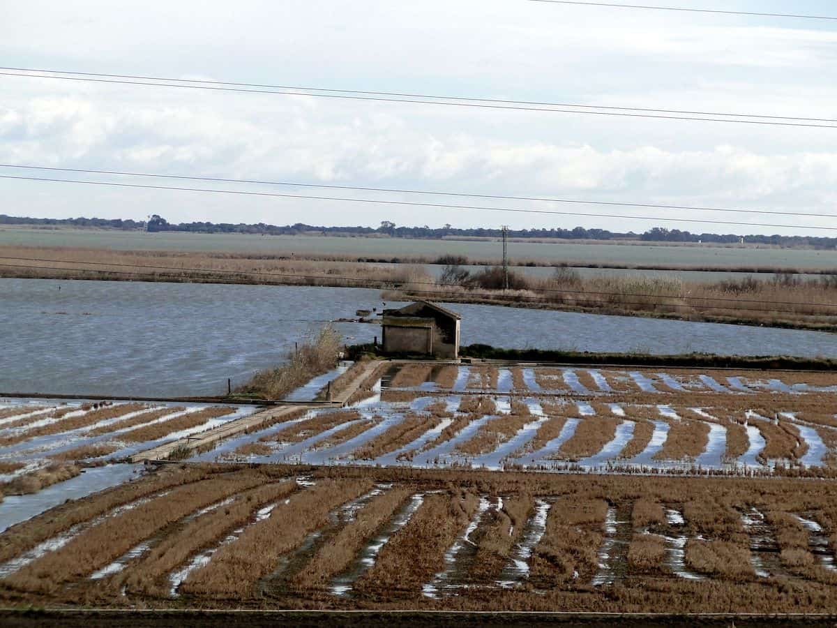 Rice paddies with a small cabin in the middle.