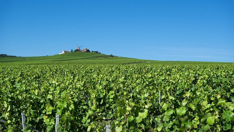 vineyards near Reims, in Champagne.