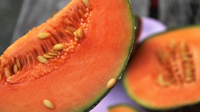 canteloupe melon