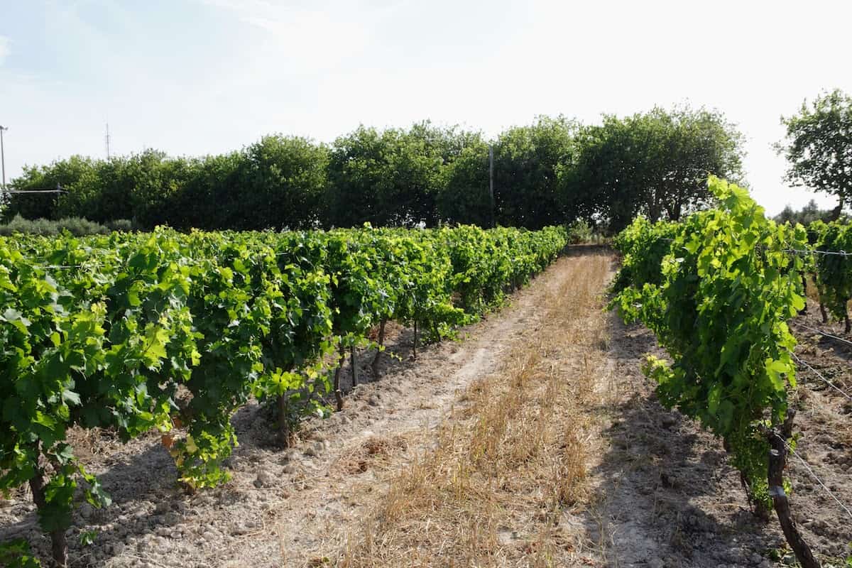 Rows of vines in a vineyard.